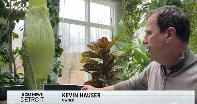 ▲尸体花的拥有者凯文·豪瑟