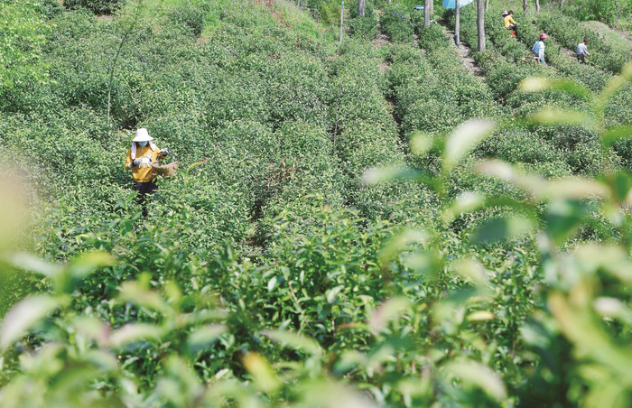 题图为4月9日，茶农在位于肥西县铭传乡聚星村的茶园里采摘春茶。本报通讯员 徐 勇 摄