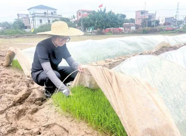 △张嘉丽在田间查看秧苗生长情况。杨永新 摄