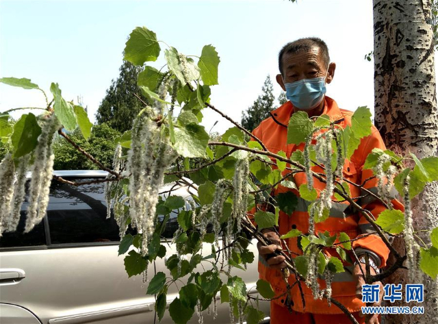 　　图五：北京丰台区，一名工作人员在清理刚修剪的杨树枝条以减少飞絮。（来源：新华社）