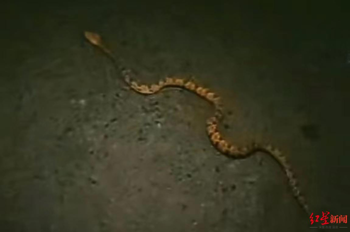 ▲今年4月业主在小区拍到的蛇