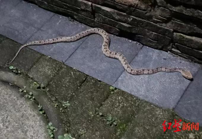 ▲2022年11月业主在小区拍到的蛇