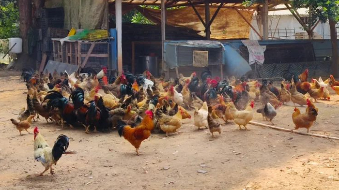 △图源 高要发布