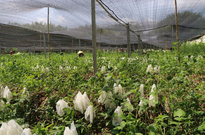 △竹荪种植基地。图源 封开发布