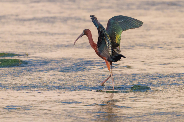 ▲彩鹮出现在四川会东县