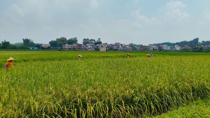 △图源 高要发布