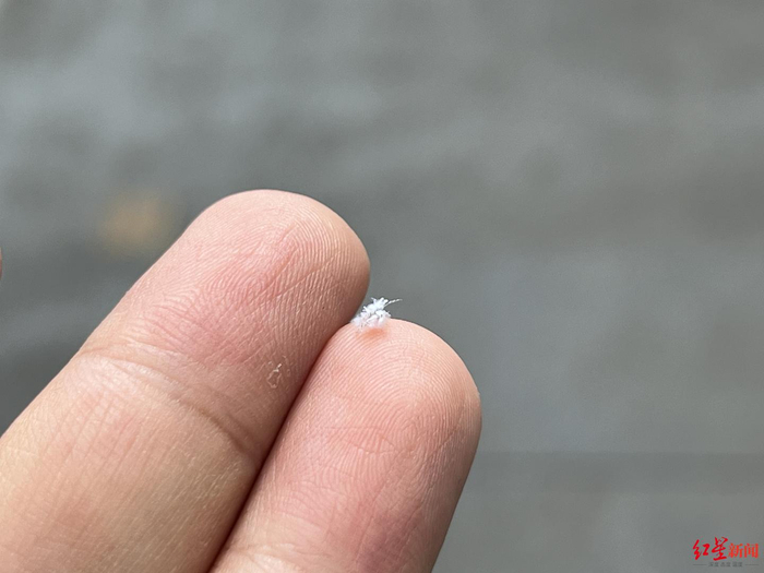 ▲空中飘着白色“柳絮”，疑似为吹绵蚧