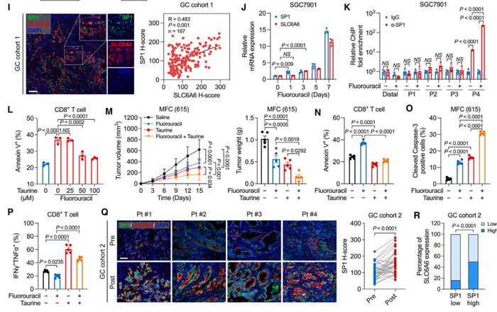 牛磺酸能提升化疗的疗效