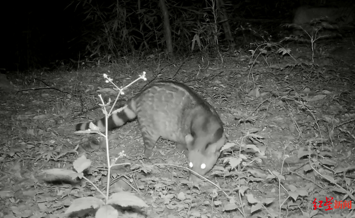 ▲红外相机拍摄的大灵猫
