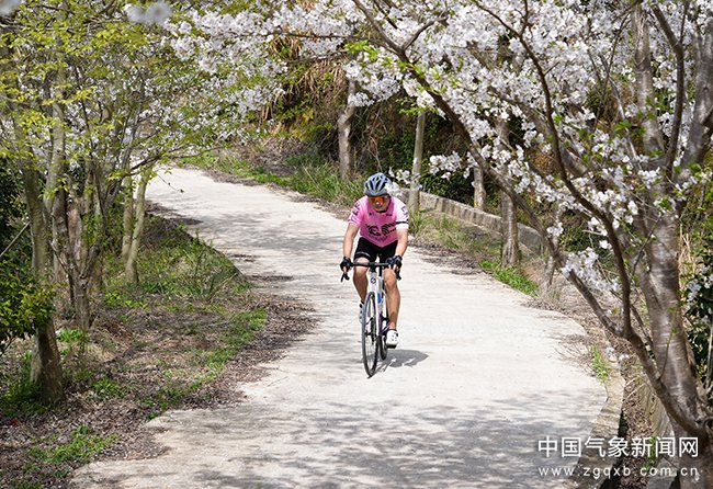 3月30日，浙江省台州市三门县亭旁镇何家村的樱花迎来盛花期，漫山遍野樱花竞相绽放，游客前来赏花、骑行。图/文 林利军