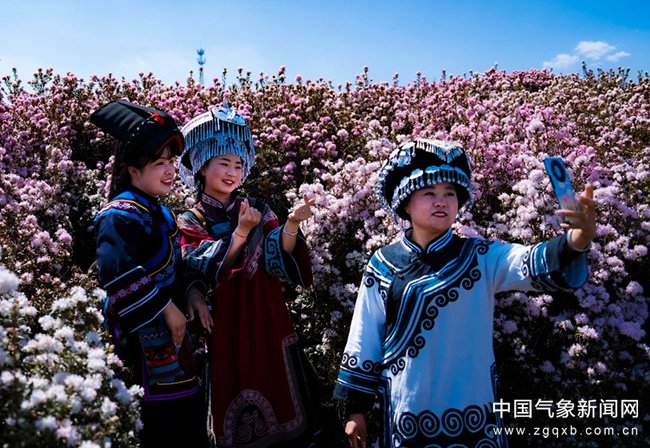 3月30日，贵州省盘州市乌蒙大草原的4万亩杜鹃花如期开放，吸引游客争相前来观花赏景。图/肖润贤 文/邓永长