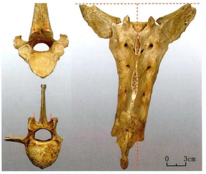 图六 后刘家塔 M4 马匹骨骼异常（二）