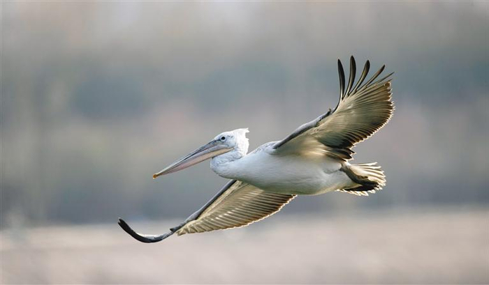 卷羽鹈鹕 刘秋莲 摄