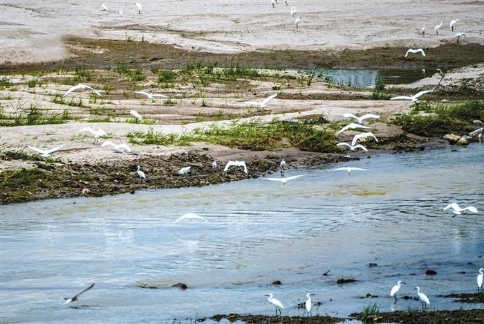 白鹭成为西安浐灞国家湿地公园的“常驻民” 记者 杨力 摄