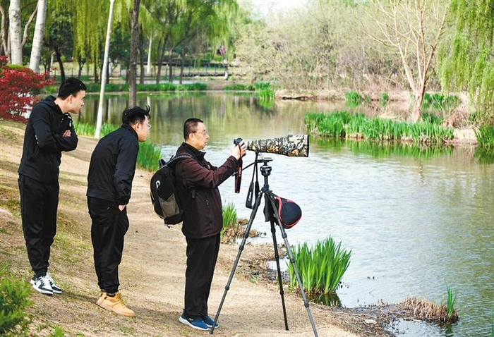 “鸟友”在西安浐灞国家湿地公园拍摄水鸟 记者 杨力 摄