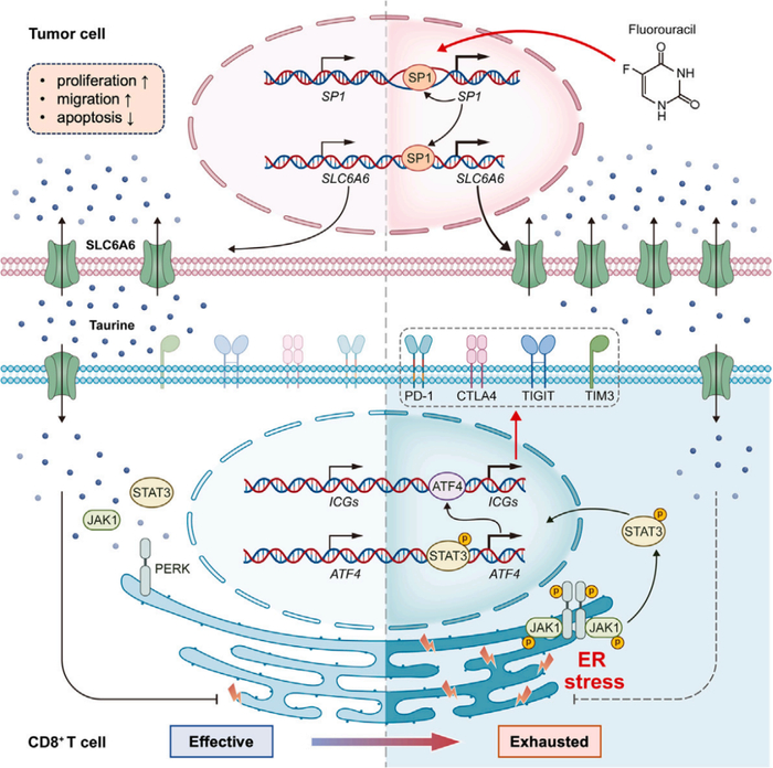 牛磺酸对于肿瘤细胞和CD8+ T细胞的重要性