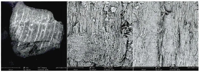 图八 榆属横切面、径切面、弦切
