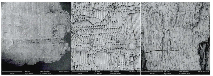 图七 冷杉属横切面、径切面、弦切面