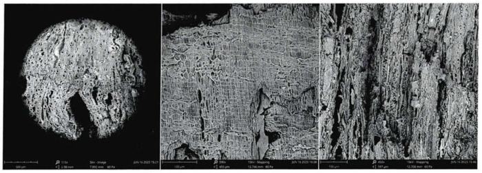 图九 槭属横切面、径切面、弦切面