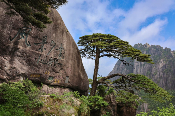       黄山迎客松（樊成柱 摄）