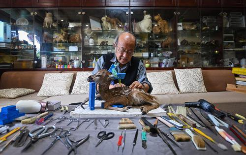 ▲4月10日，重庆高新区虎溪街道师大苑小区，唐安科正在家里制作标本。首席记者 龙帆 摄