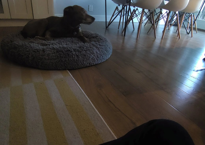 （Ai Pin拍摄的照片）