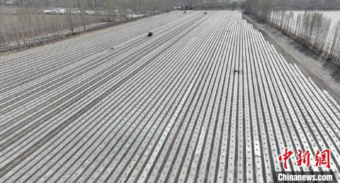 图为和硕县5万余亩工业番茄移栽工作全面展开。　麦尔当·黑尼 摄