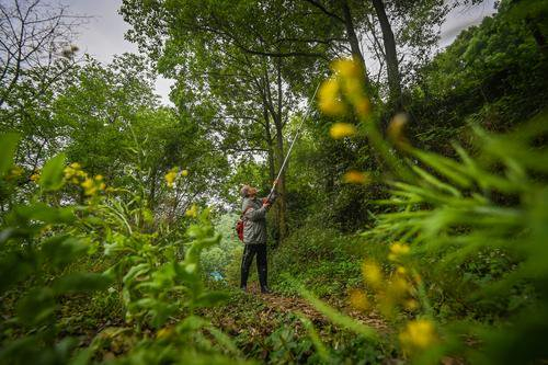▲4月10日，重庆高新区虎溪街道，唐安科正在野外收集标本。首席记者 龙帆 摄
