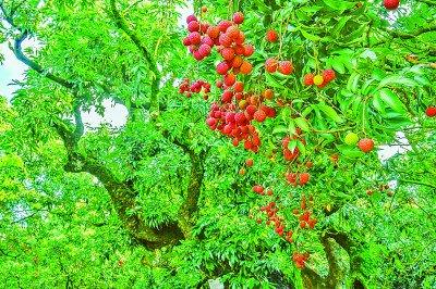 柏桥村根子贡园荔枝成熟时，鲜果挂满枝头。丘立贺摄/光明图片