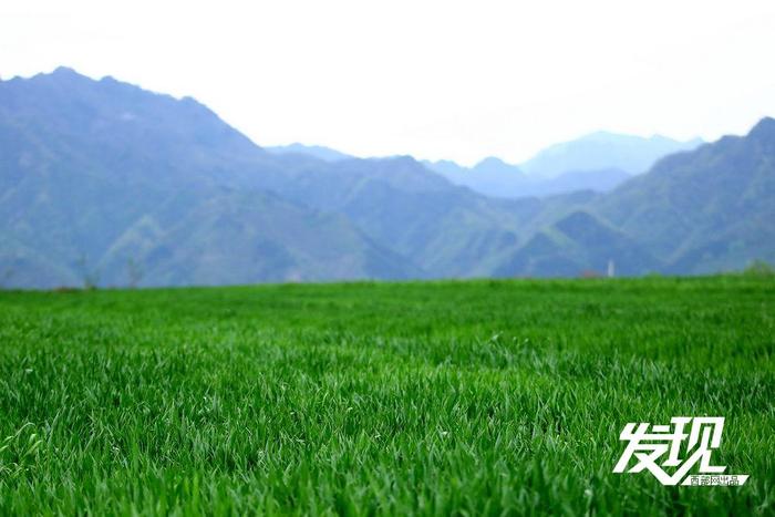 江兆村麦田绿意盎然，在秦岭、蓝天的映衬下，组成了一幅优美、诗意的田园画卷。