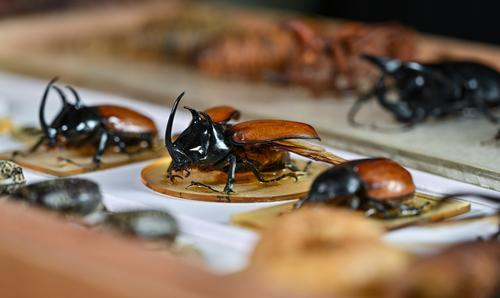 ▲昆虫标本，庆彩蝉。首席记者 龙帆 摄