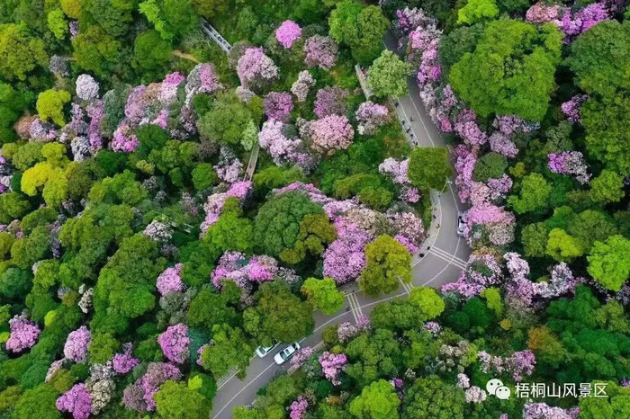 图片来源：梧桐山风景区