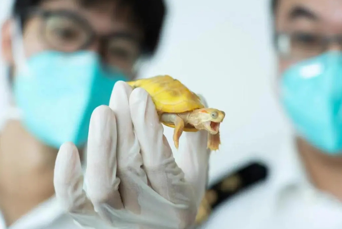 被拦截的巴西红耳龟。程霖/摄