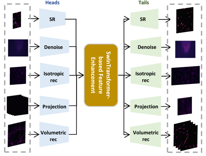荧光显微镜图像增强基础模型（UniFMIR）架构