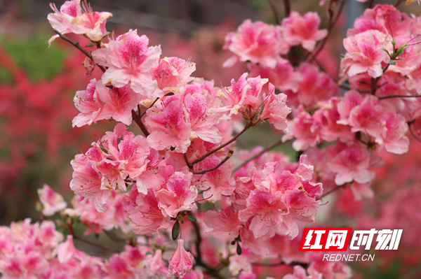 杜鹃花迎来盛开期 姹紫嫣红的花朵次第开放.