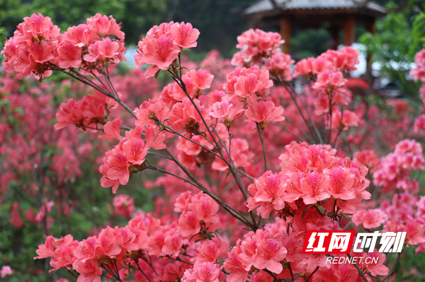杜鹃花迎来盛开期 姹紫嫣红的花朵次第开放.