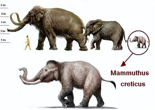 图：克里特岛的“侏儒”猛犸象，比人还矮