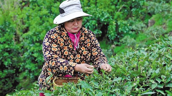 墨脱县米日村群众采摘春茶。普曲珍 记者 胡文 摄