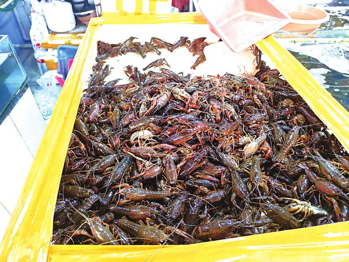     新鲜又个头肥大的小龙虾    本报记者黎兆齐 摄