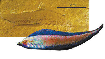 凤姣昆明鱼化石及其复原图.