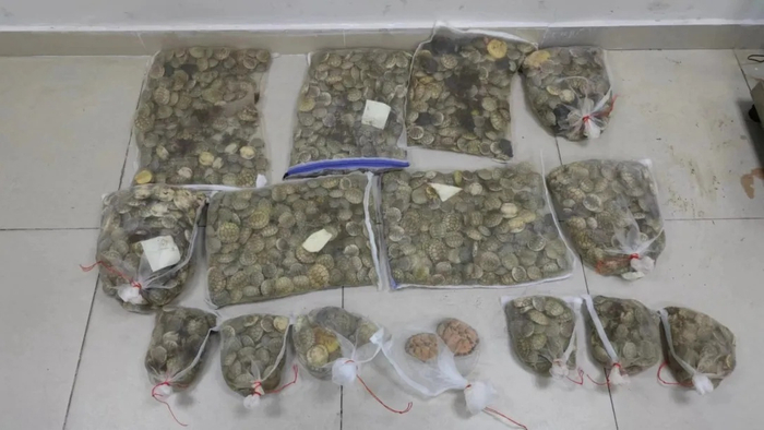 图为海关查获的涉案活体龟。林昌锋/图