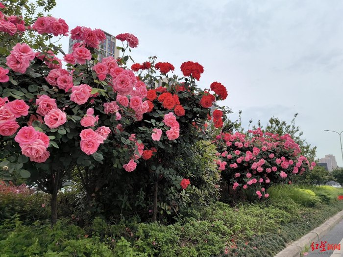 ▲三环路树状月季