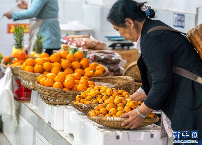 万千气象看云南|云南绥江:万亩果园枇杷香