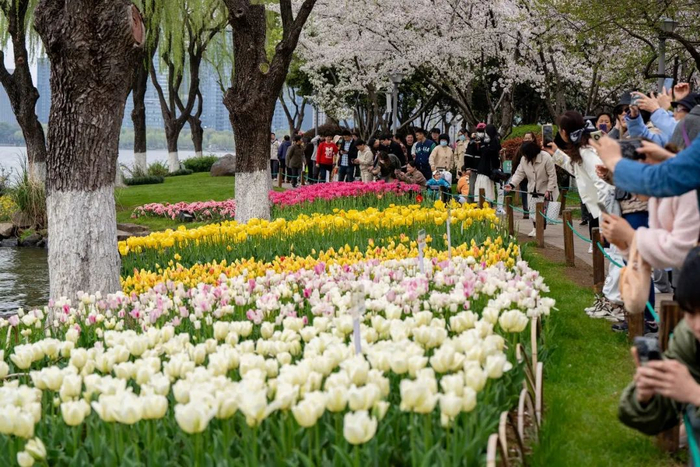 绍兴瓜渚湖公园各色鲜花盛开，绚丽郁金香与烂漫白樱相互映衬 图源：视觉中国