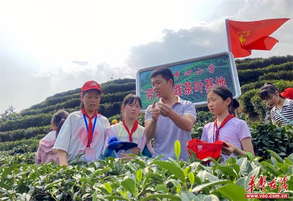 桂东县桥头中心小学开展劳动实践活动
