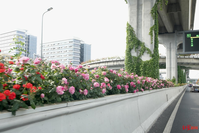 ▲二环高架部分月季已经开花