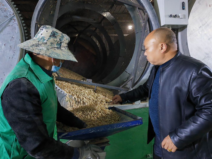 刘志伟（右）在合作社指导烘干鲜麦冬。（记者袁波 摄）