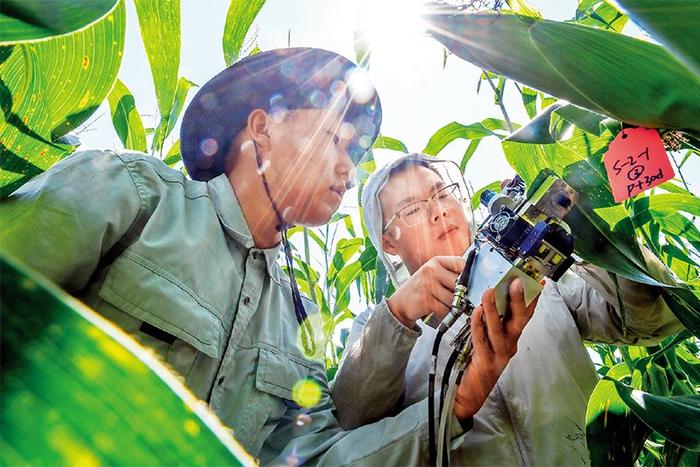 图为2022年8月17日，在吉林省梨树县，科技小院的两位同学在试验田里测量玉米光合作用。 新华社记者 张楠/摄