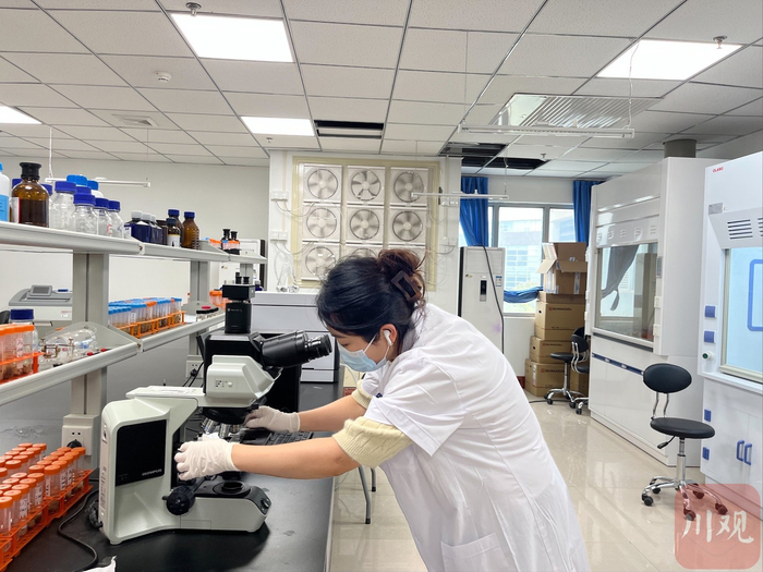 国家卫生健康委核技术医学转化重点实验室成员正在做相关实验。魏冯 摄