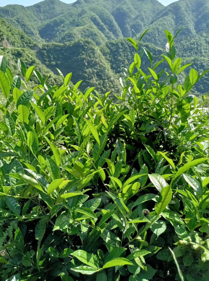 位于湖南省益阳市安化县深山中的九龙池茶园  《中国经济周刊》记者 郭志强I摄